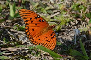 080 2015-01109715 Loxahatchee NWR, FL